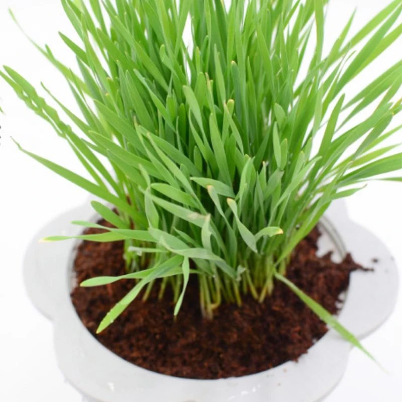 Substrate Coconut Fiber - Hindistan Cevizi Lifi Hindistan Cevizi Kürkü