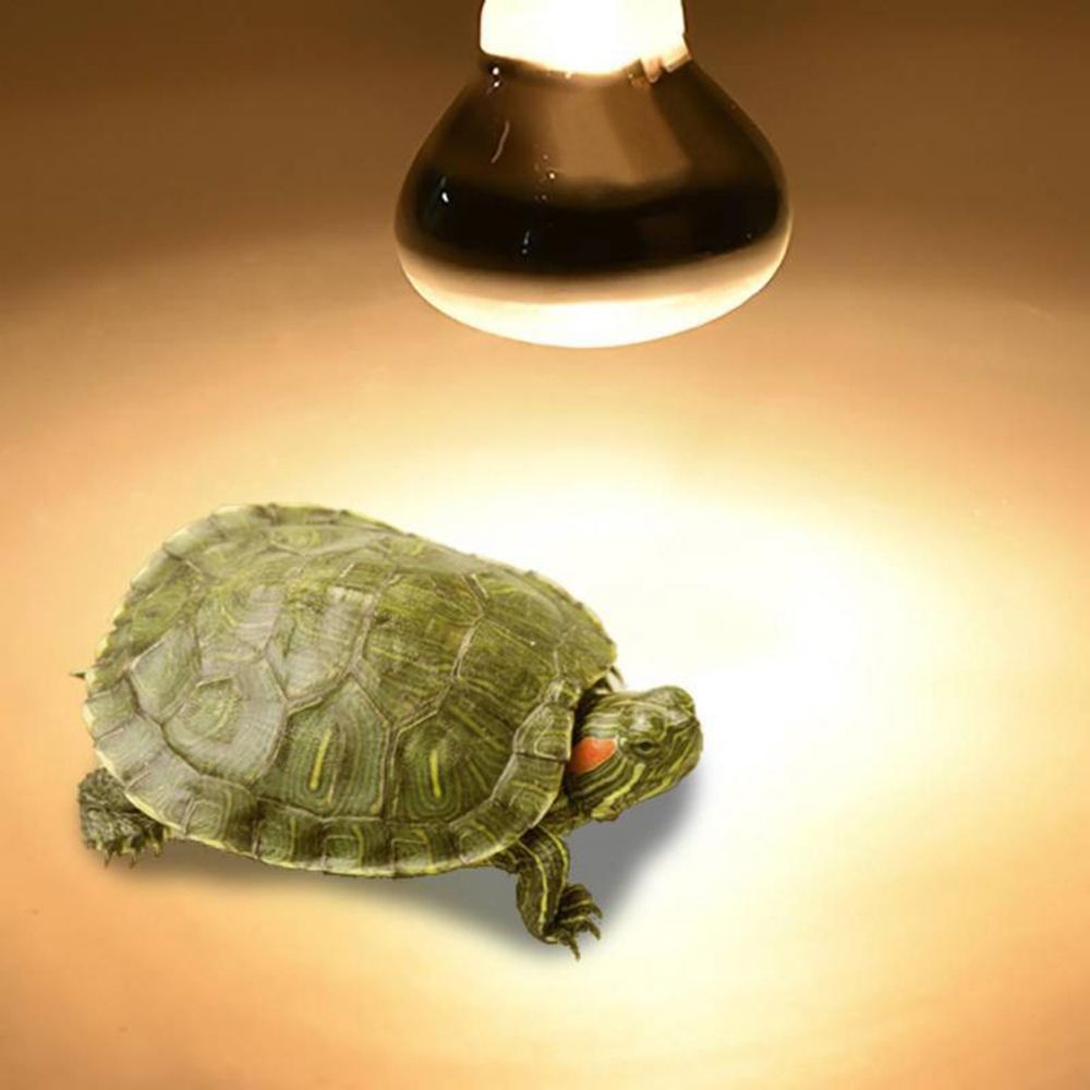 Kertenkele Isıtıcı Lambası UVA - Basking Bulb Halogen incelemesi ve fiyatı