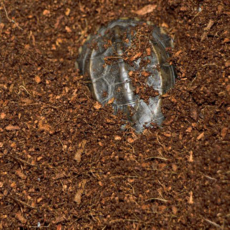 WAJABABY Kullanıma Hazır Hindi - Substrate Coconut Fiber incelemesi ve fiyatı